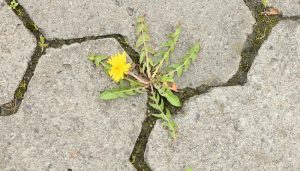 weeds & moss on bricks